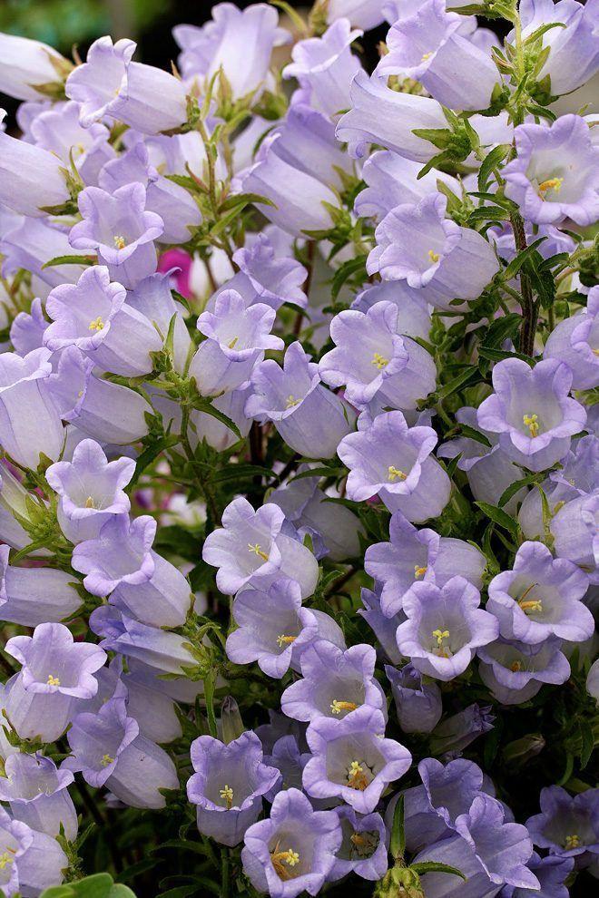 Secret Garden Enchanted Flora